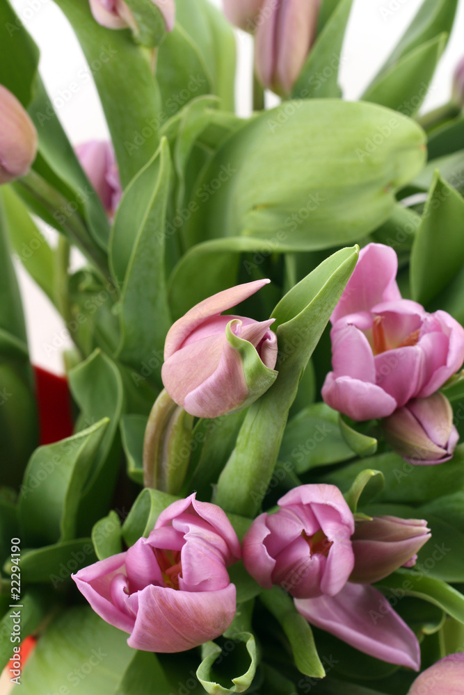 Bunch of Pink Tulips close-up Bunch of Pink Tulips close-up
