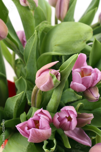 Bunch of Pink Tulips close-up