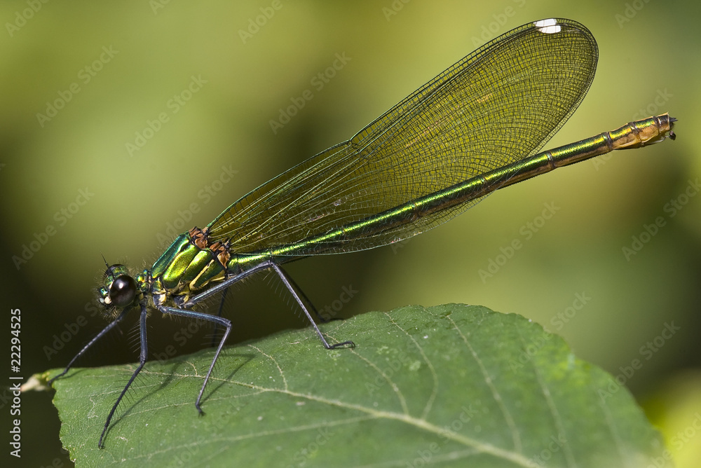 Female of damselfly (Calopterix sp.) Female of damselfly (Calopterix sp.)