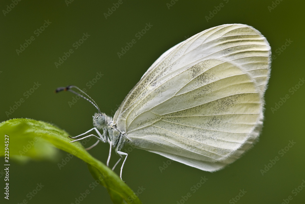 Perched butterfly (Large white, Pieris sp.) Perched butterfly (Large white, Pieris sp.)