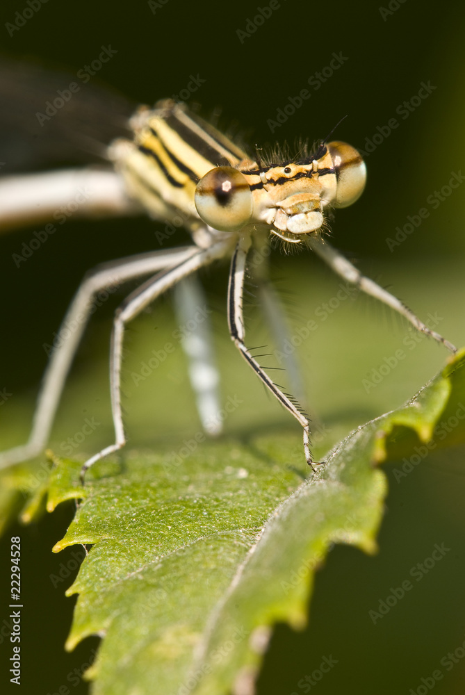 Damselfly on leaf (female Platycnemis pennipes) Damselfly on leaf (female Platycnemis pennipes)