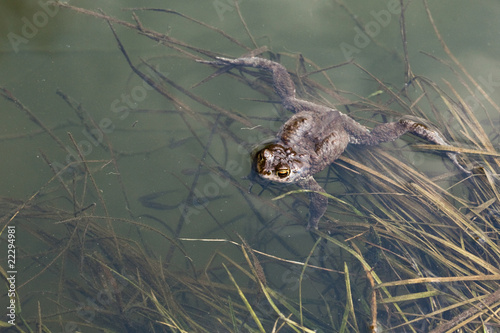 Common frog