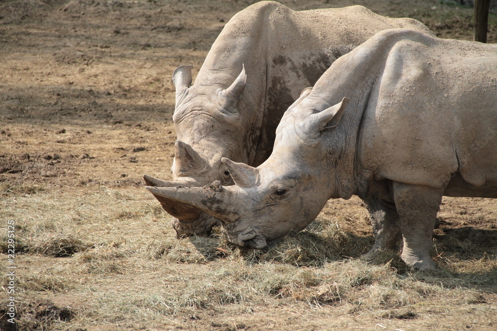 Obraz premium rinoceronte bianco