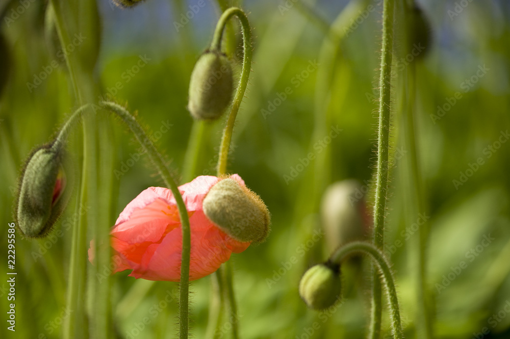 Mohn Mohn
