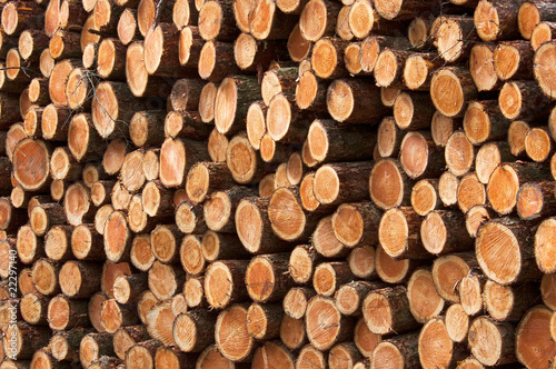 wood piles