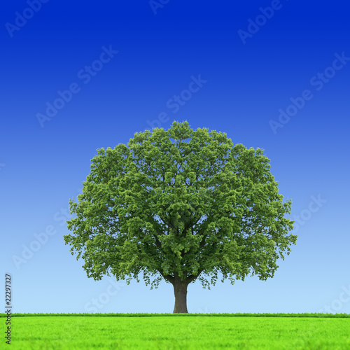 Baum mitten im Feld