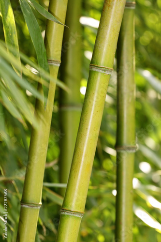 Fototapeta Naklejka Na Ścianę i Meble -  Bambus