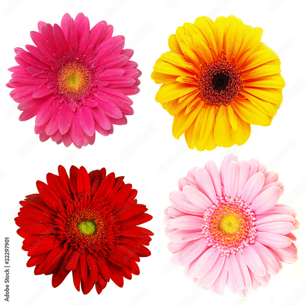 Perfect spring daisies collection isolated on white Perfect spring daisies collection isolated on white