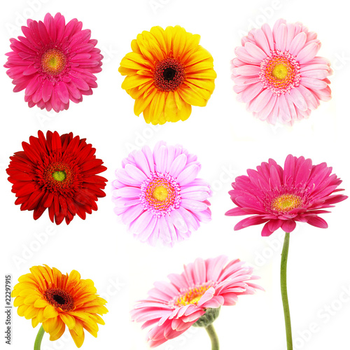 Perfect spring daisies collection isolated on white © Lukas Gojda