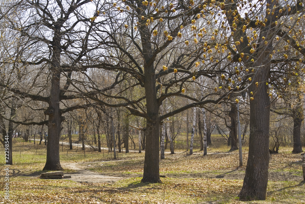oaks in spring park oaks in spring park