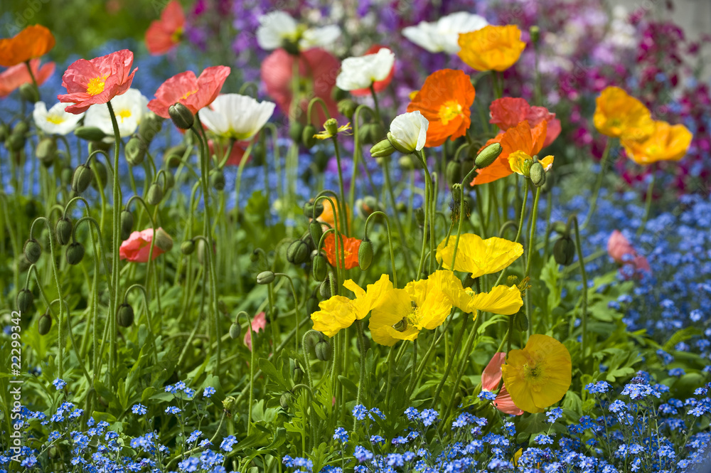 Fototapeta premium Frühling