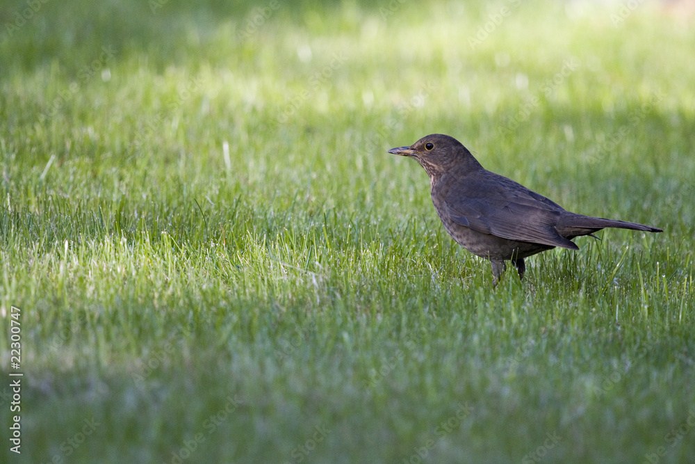 Obraz premium Amselweibchen