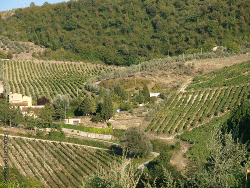 Vineyards and olive fields in Chianti, Tuscany