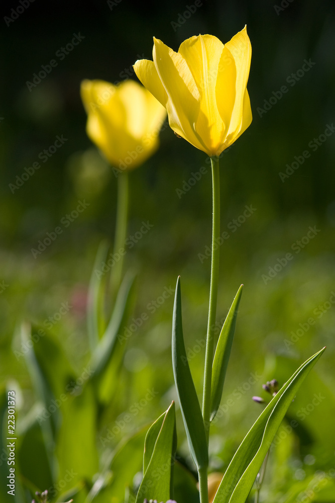 Obraz premium Gelbe Tulpen
