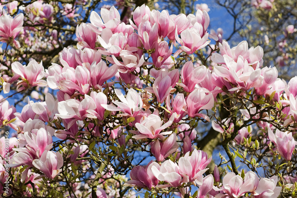 Fototapeta premium Magnolien