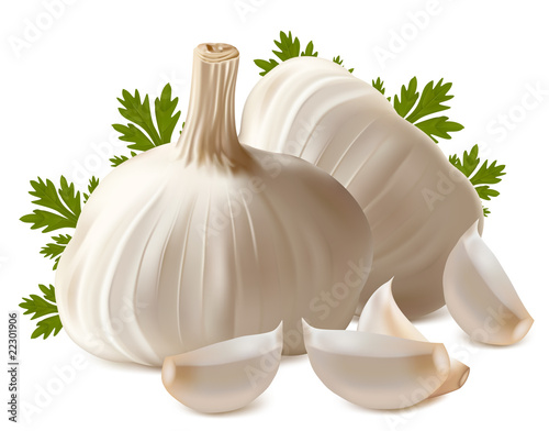Vector. Garlic with parsley..