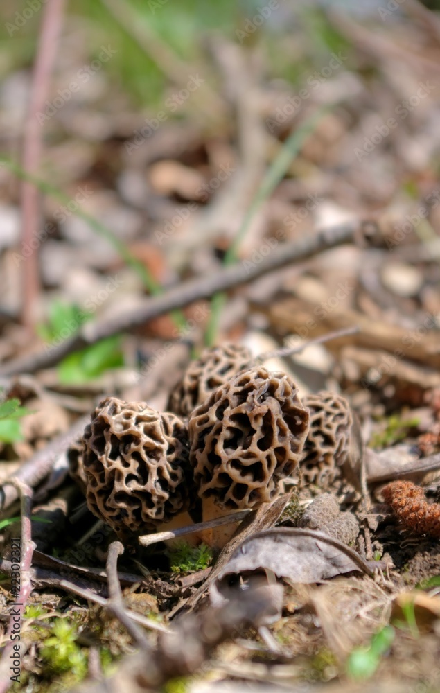 morilles morilles