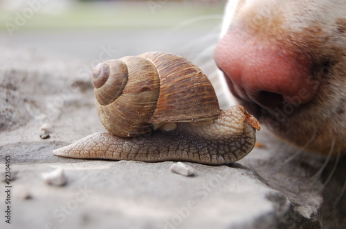 When a snail meets a dog