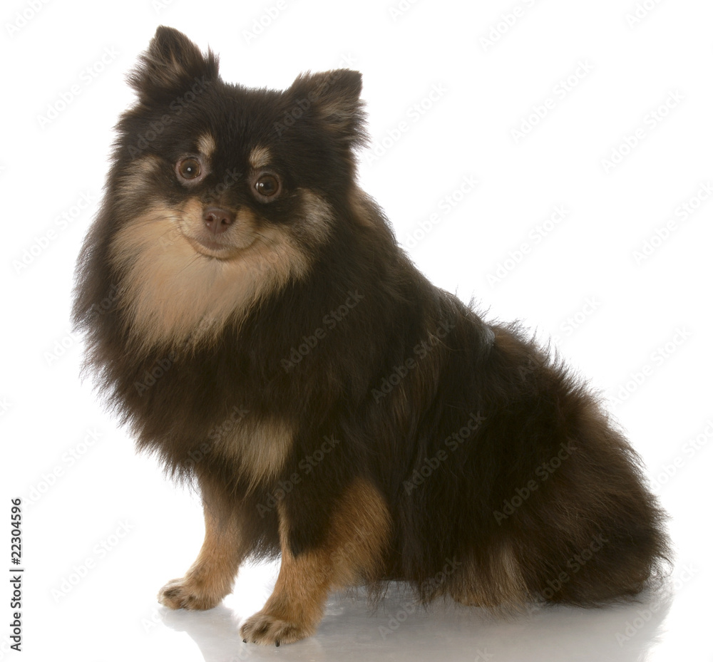 pomeranian puppy sitting pomeranian puppy sitting
