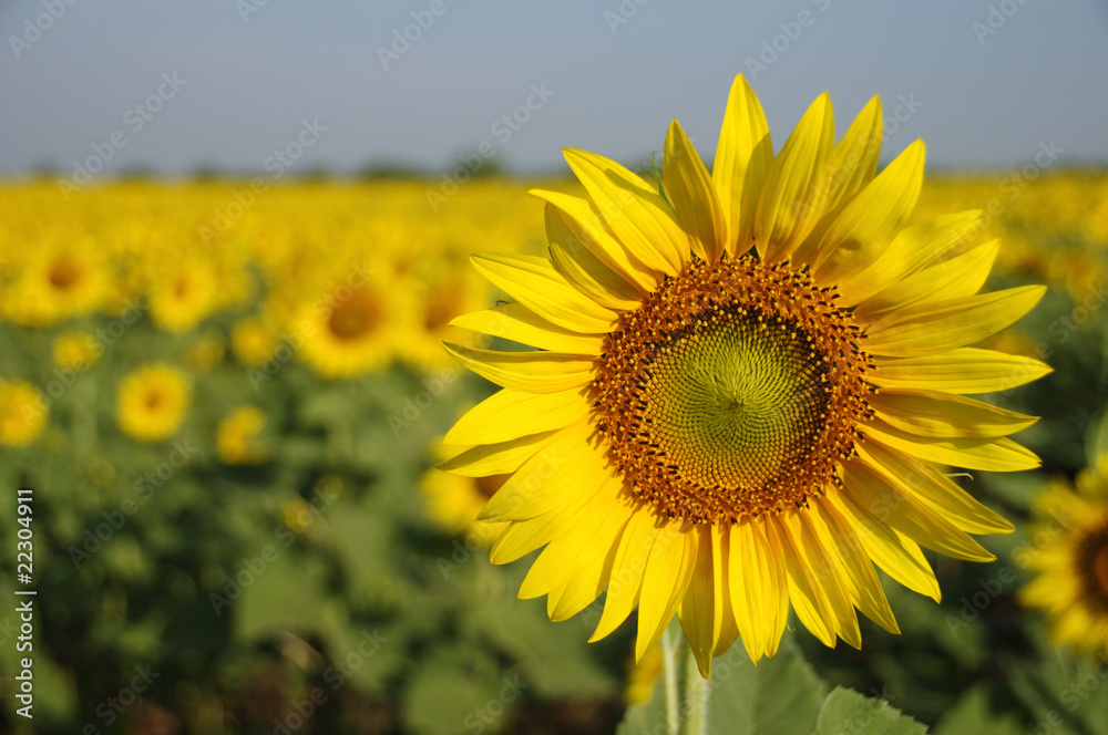 Sunflower, Thailand