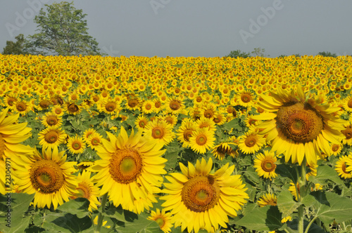Sunflower field with sky  Thailand