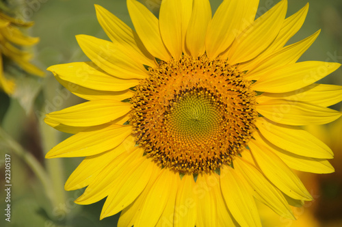 A big sunflower  Thailand