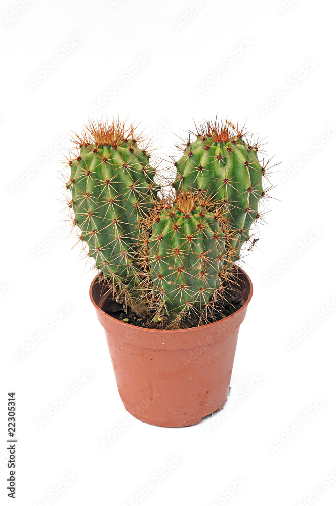 cactus cactus
