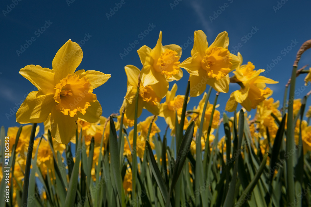 Fototapeta premium Daffodils