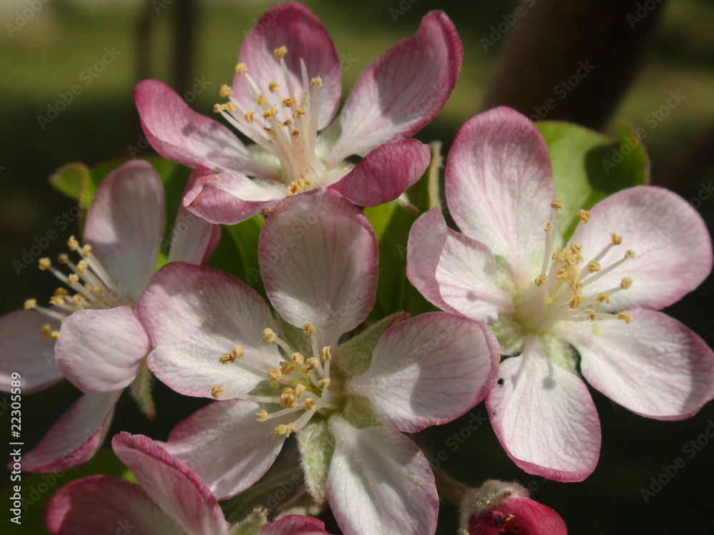 Flowers Flowers