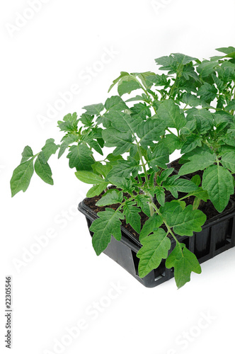 barquette de plants tomates
