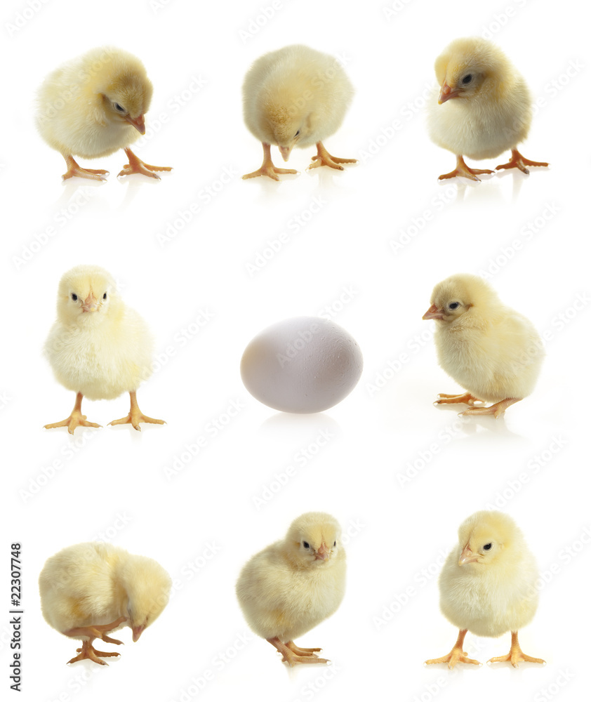 chicken chicken