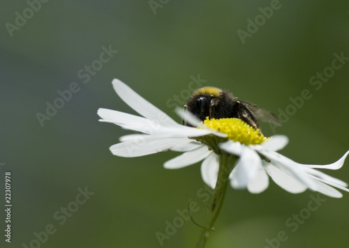 bumblebee in daisy.