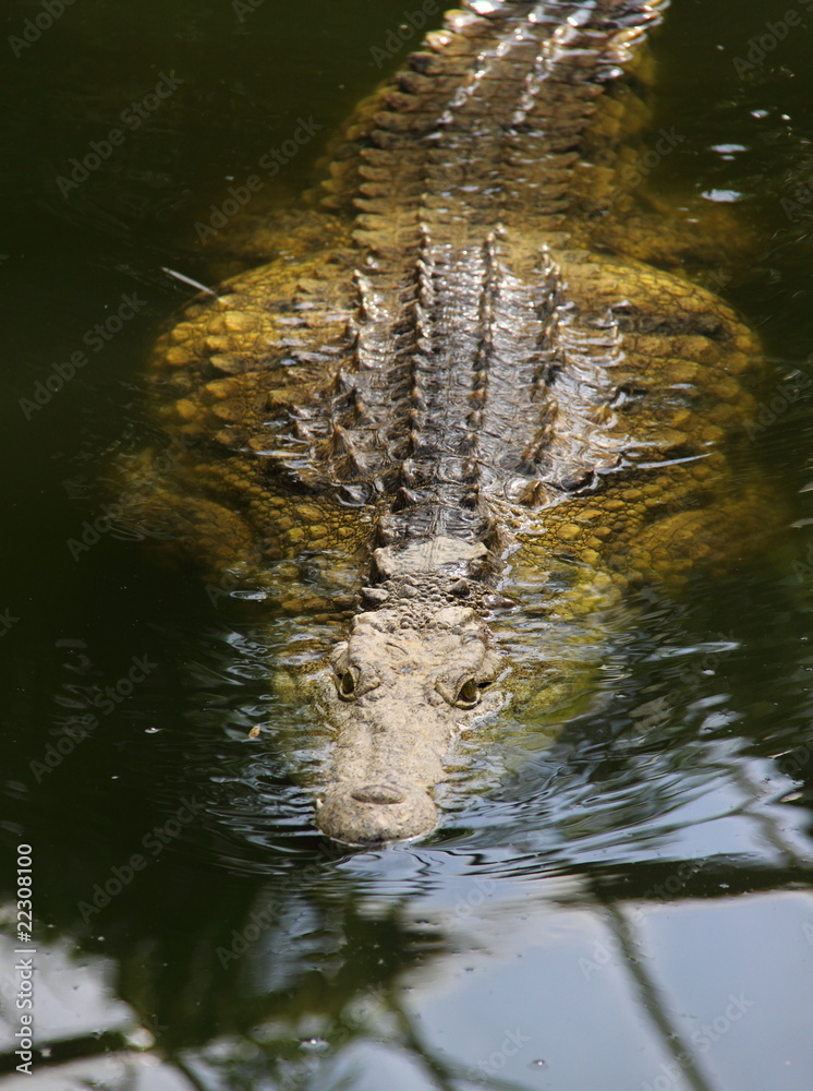 Naklejka premium Crocodile