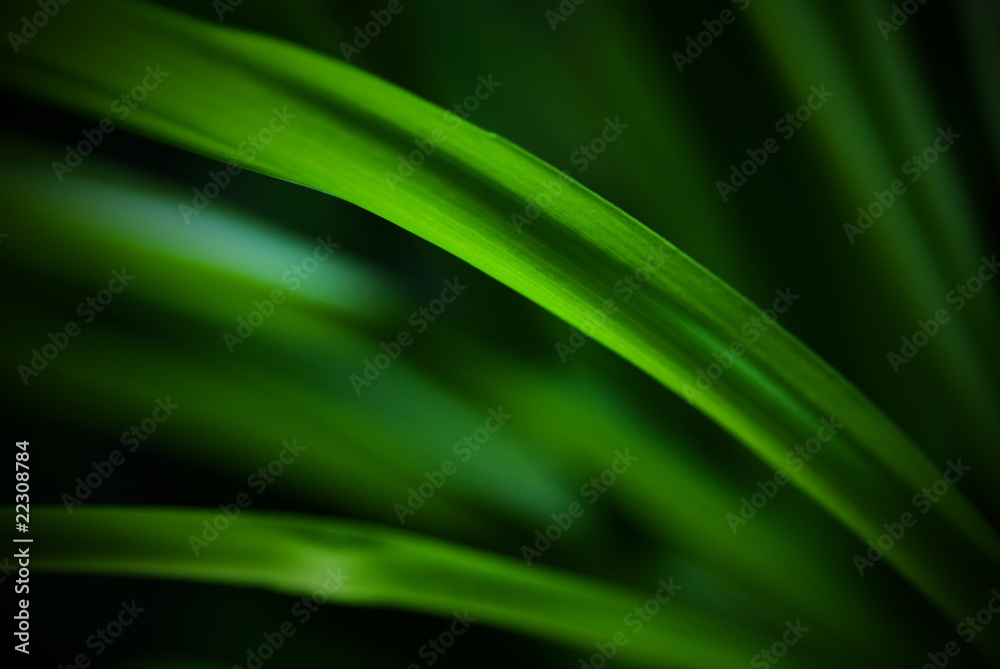 Green leaves Green leaves