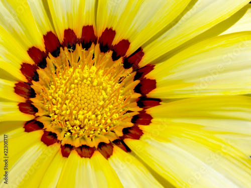 Fiore Giallo Macro-Yellow Flower Background-Fleur Jaune