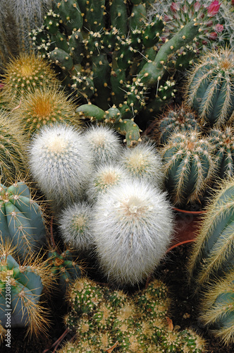 cactus