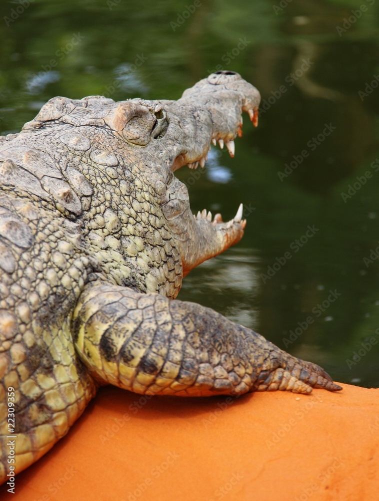 Fototapeta premium Crocodile
