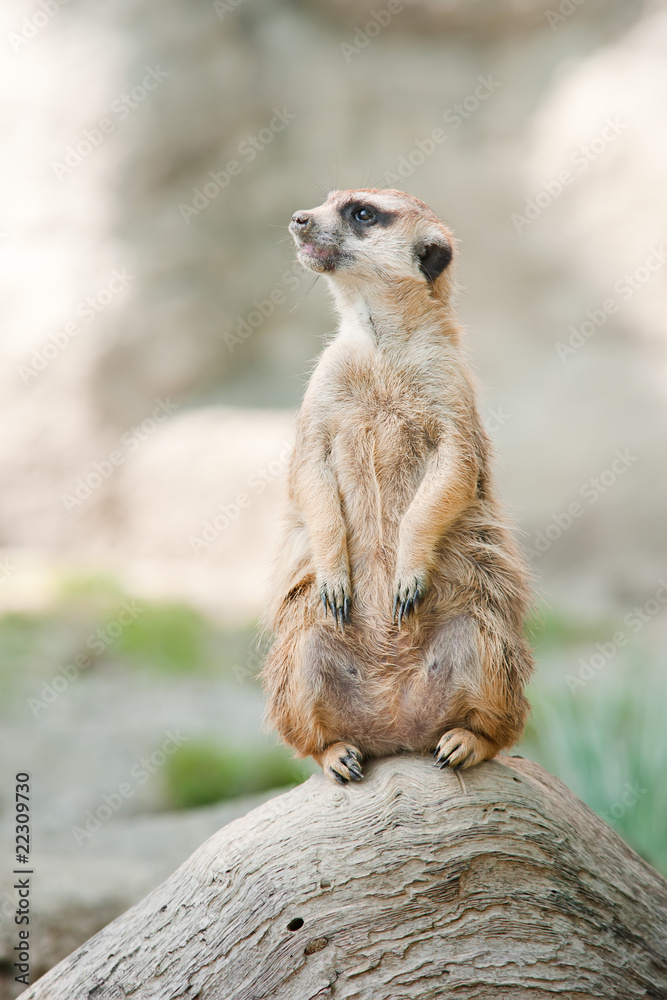 Fototapeta premium Meerkat