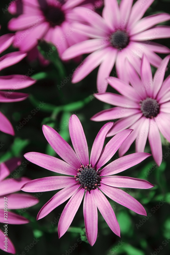 Obraz premium wild daisies