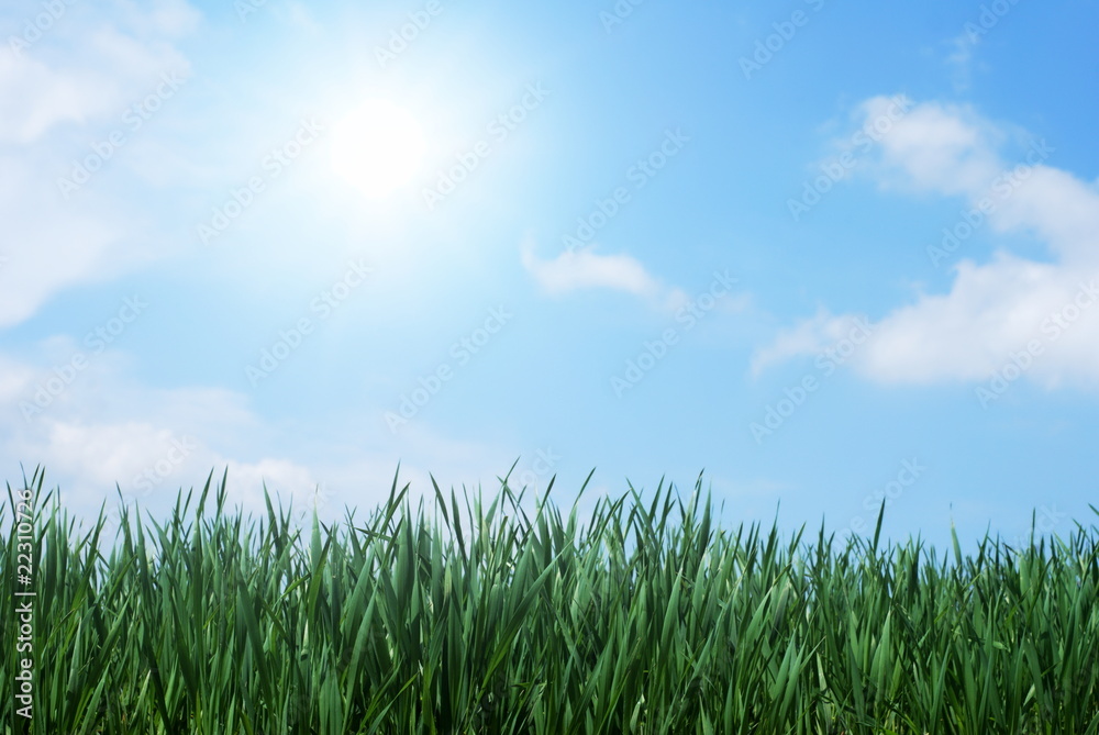 Green grass and sunshine