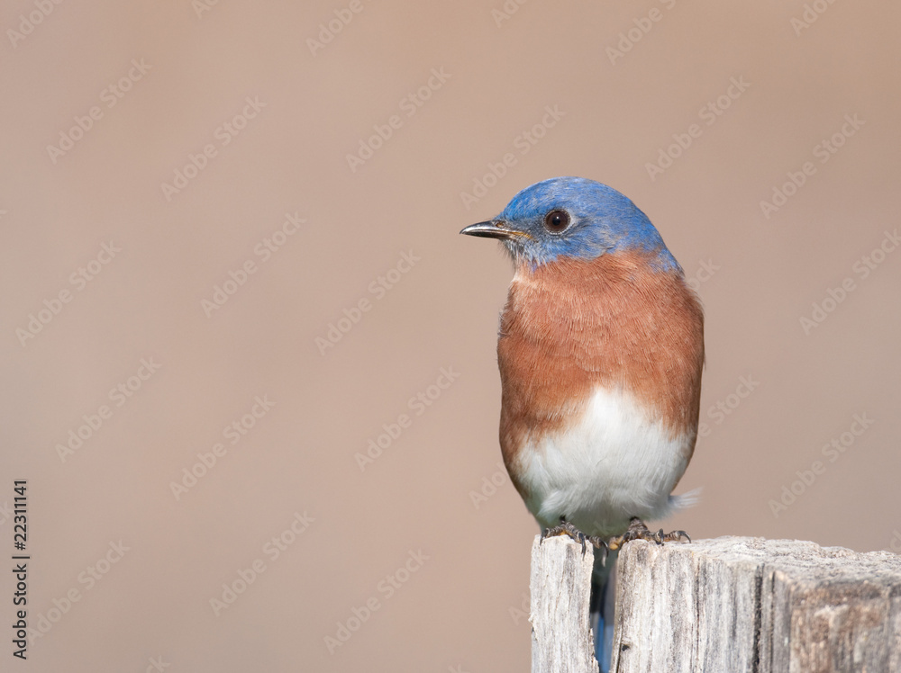 Fototapeta premium Eastern bluebird sitting on post