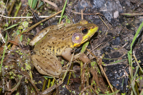 Bullfrog on a pond