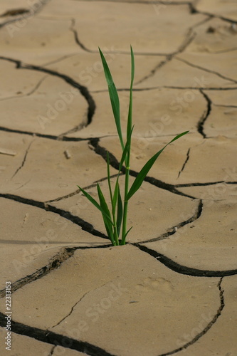 herbe qui pousse dans le désert #22313153