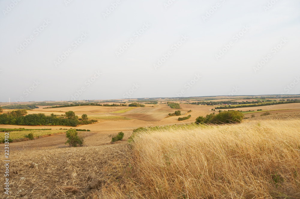 golden grainfield