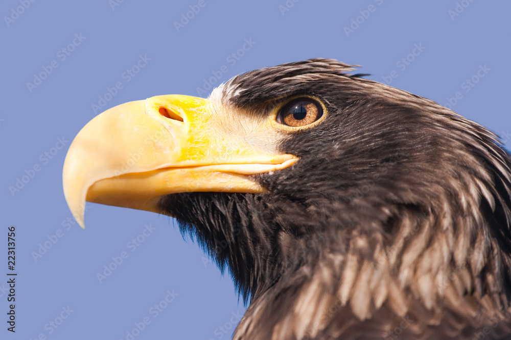 Obraz premium Steller's sea eagle.