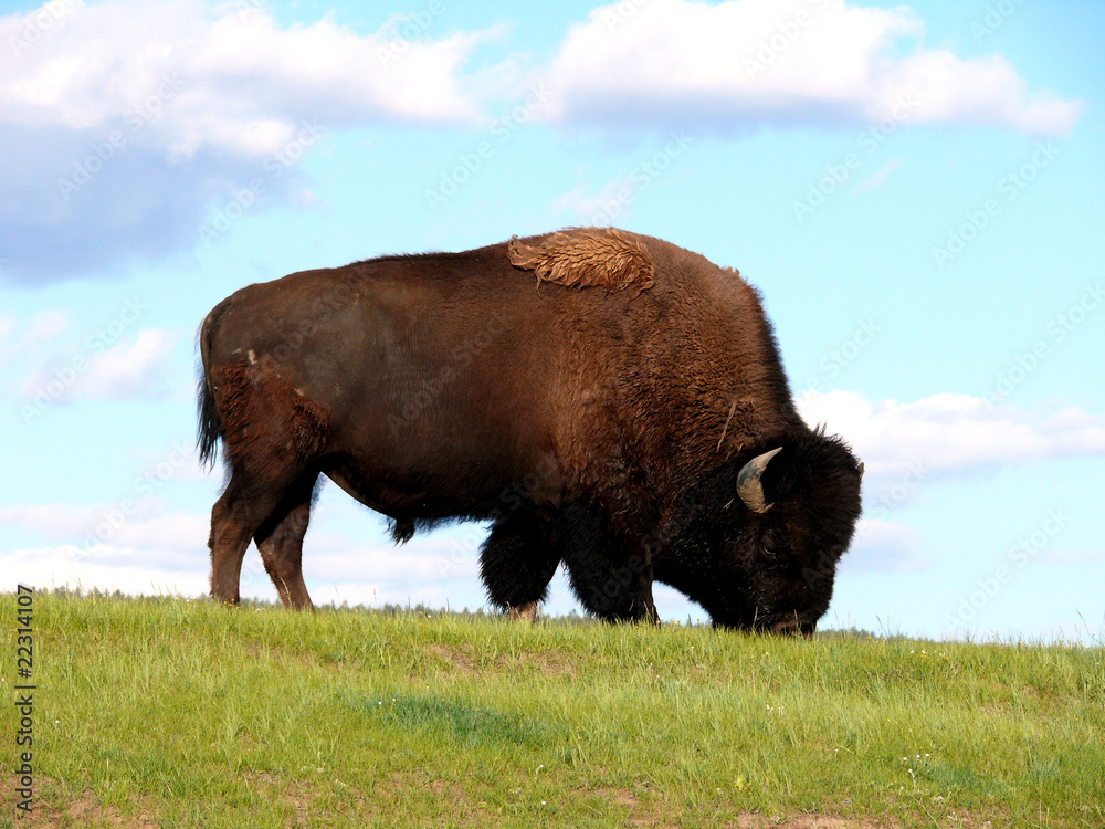 Bison Büffel