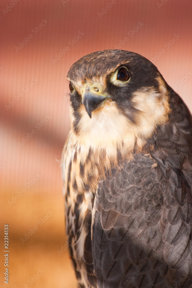 falcon falcon