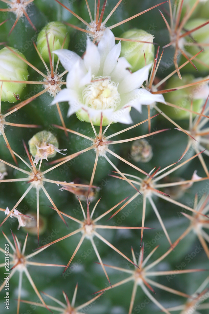 Blossoming cactus Mammilaria close up. Blossoming cactus Mammilaria close up.