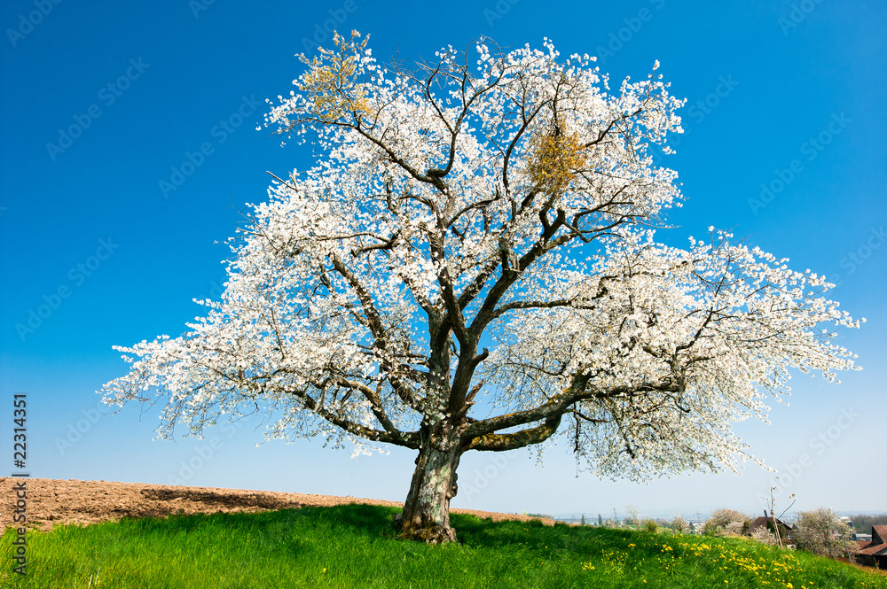 Single blossoming tree in spring Single blossoming tree in spring