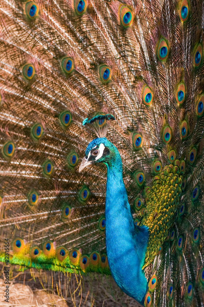 Obraz premium Peacock
